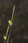 Pine barren sedge